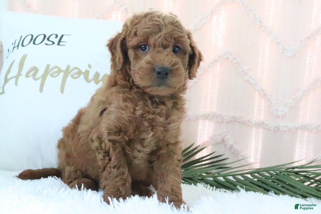  dogs for sale: Mini Goldendoodle 5 puppies - Image 3