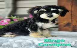Cavapoo dogs for sale: Bingo - Image 1