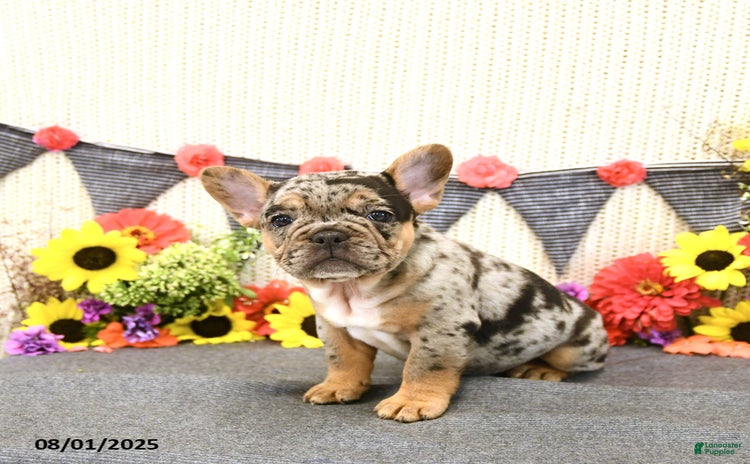 French Bulldog dogs for sale - Ad 3