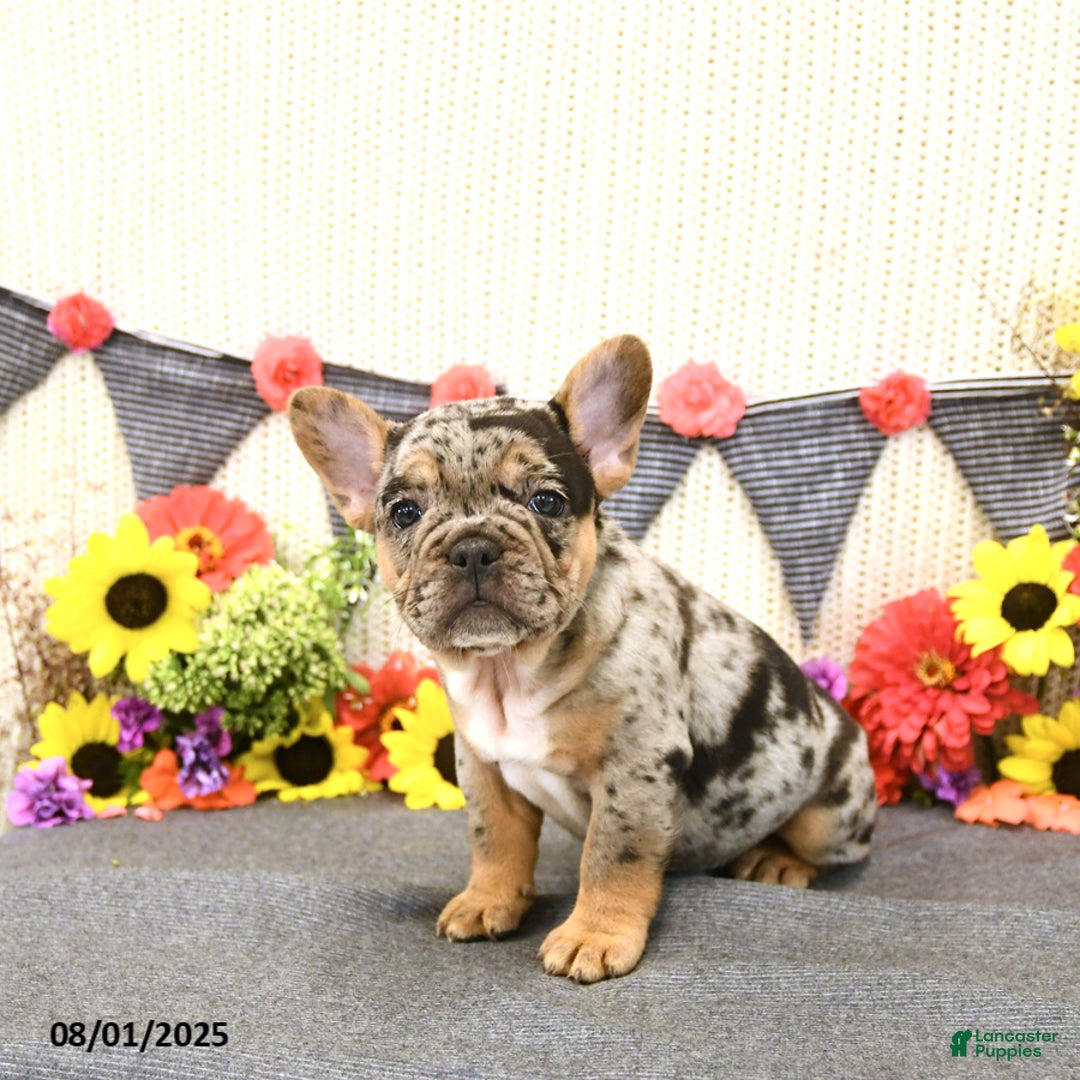 French Bulldog dogs for sale: Harper - Image 1