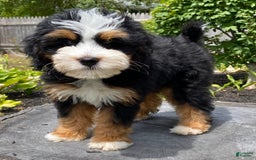 Mini Bernedoodle dogs for sale: 🧡 Boston Ma 🧡 Mini Bernedoodle - Image 20