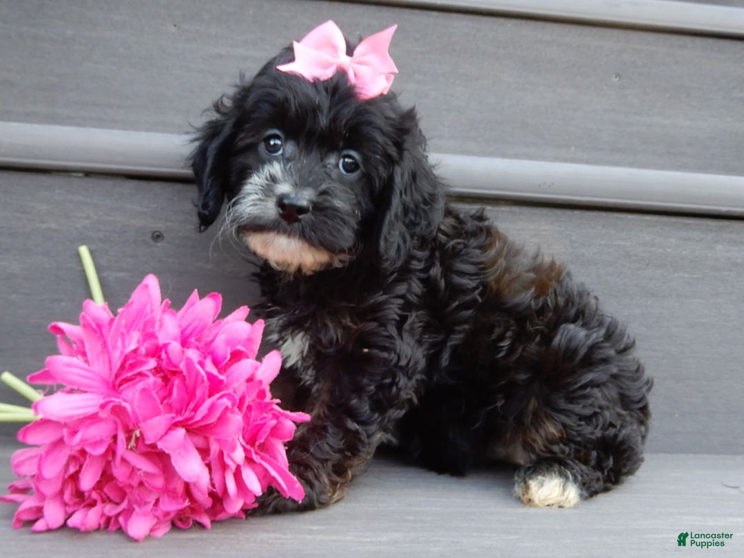 Cockapoo dogs for sale: Dolly - Image 1