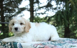 Miniature Poodle dogs for sale: Scott - Image 3