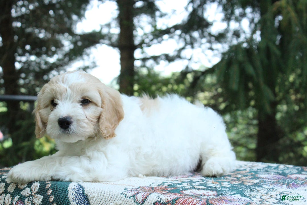 Miniature Poodle dogs for sale: Scott - Image 3