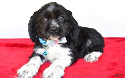 Cocker Spaniel dogs for sale: Pudge - Image 7