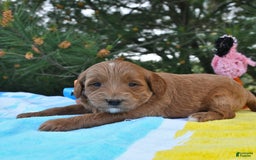 Mini Goldendoodle dogs for sale: Daisy - Image 19