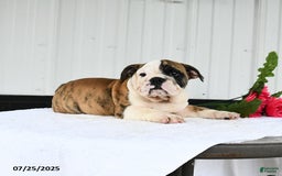English Bulldog dogs for sale: English Bulldog 6 puppies - Image 8