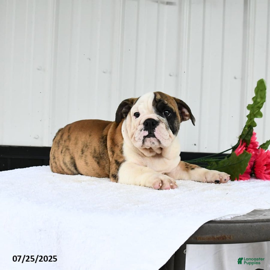 English Bulldog dogs for sale: English Bulldog 6 puppies - Image 8