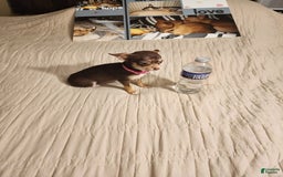 Chihuahua dogs for sale: Toy Bella - Image 7