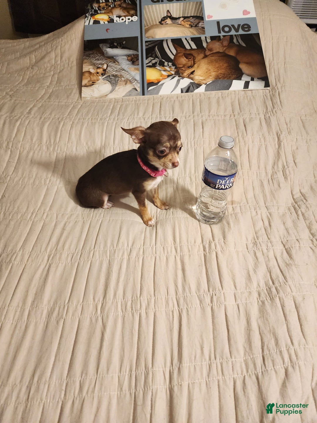 Chihuahua dogs for sale: Toy Bella - Image 7