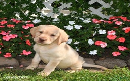 Labrador Retriever dogs for sale: Jasmine - Image 1
