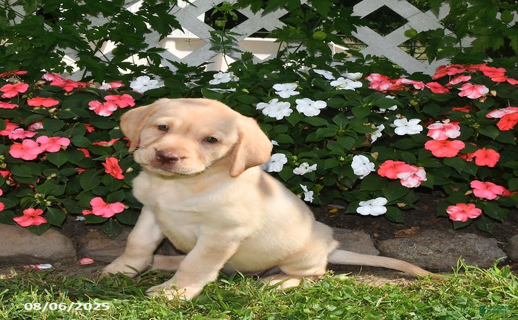 Labrador Retriever dogs for sale - Ad 2