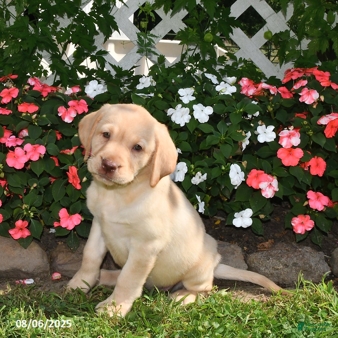 Labrador Retriever dogs for sale: Jasmine - Image 1