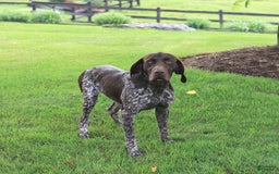 German Shorthaired Pointer dogs for sale: Rocket - Image 2