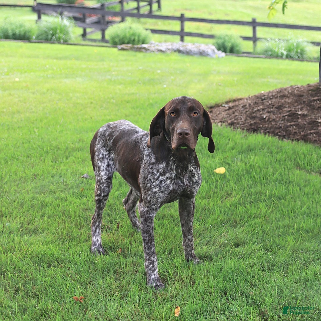 German Shorthaired Pointer dogs for sale: Rocket - Image 2