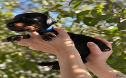 Doberman Pinscher dogs for sale: Blue Collar - Image 2