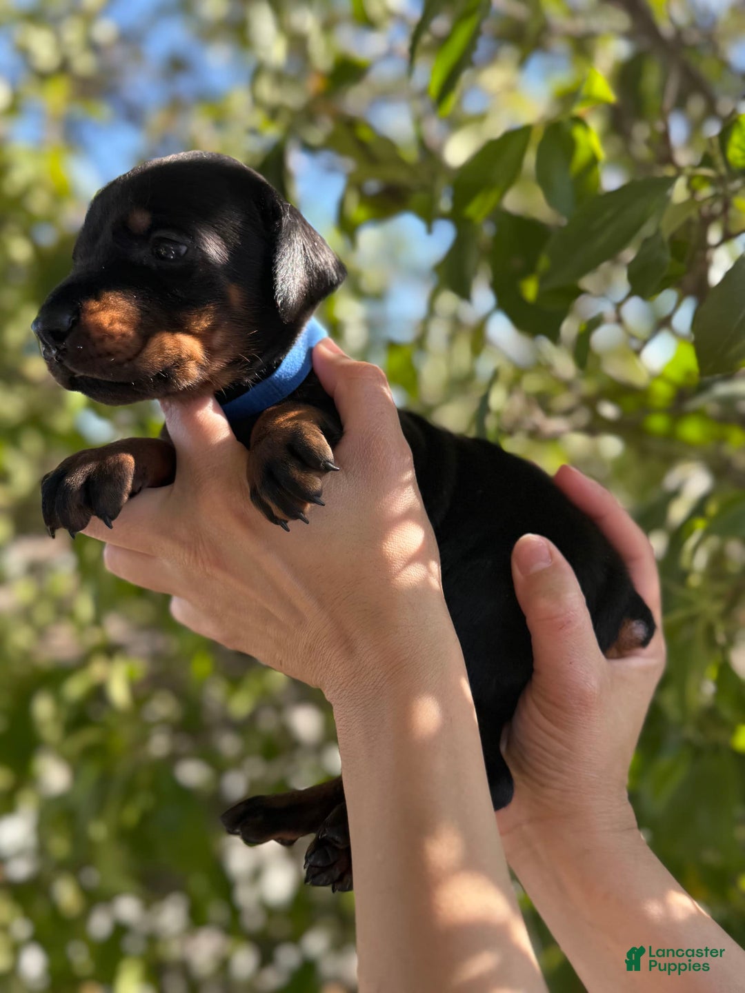 Doberman Pinscher dogs for sale: Blue Collar - Image 2