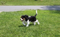 Cavalier King Charles Spaniel dogs for sale: Toby - Image 15