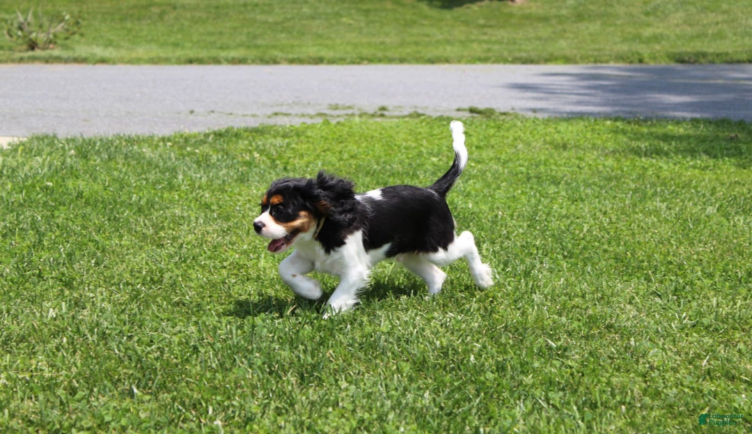 Cavalier King Charles Spaniel dogs for sale: Toby - Image 15