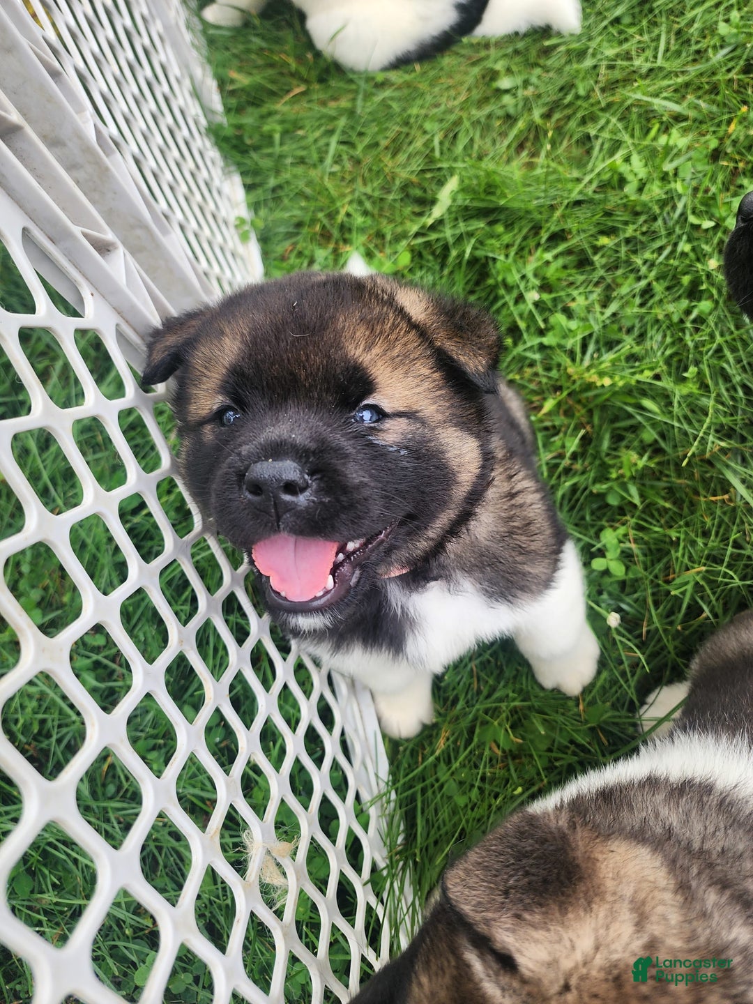 Akita dogs for sale: Esme - Image 3