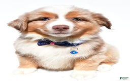 Miniature Australian Shepherd dogs for sale: Trooper - Image 1
