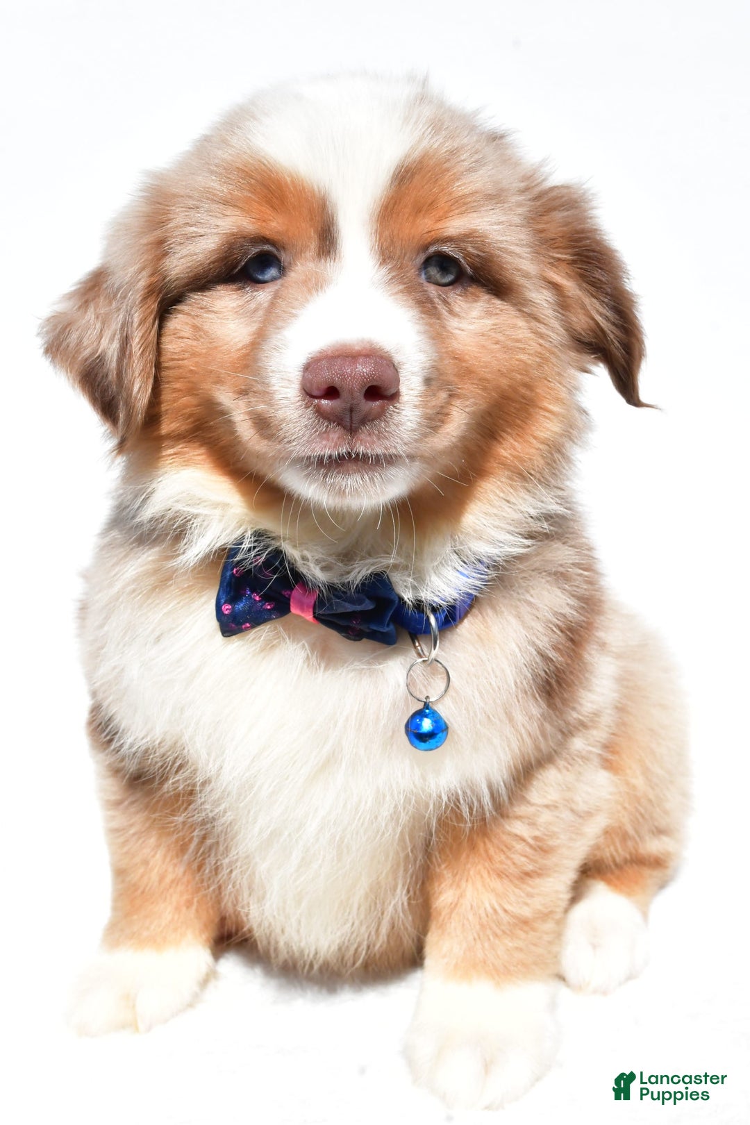 Miniature Australian Shepherd dogs for sale: Trooper - Image 1