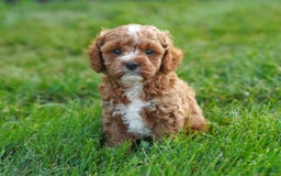 Cavapoo dogs for sale: Copper - Image 1