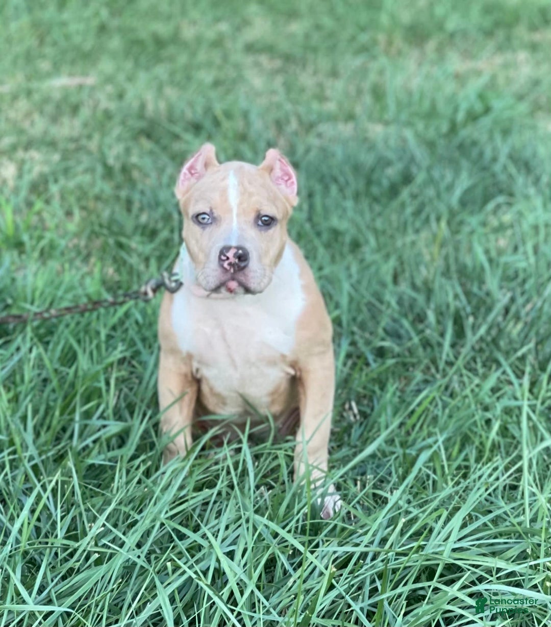 American Bully dogs for sale: Cleopatra - Image 1