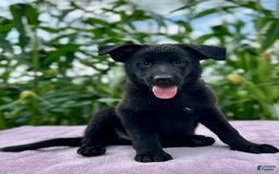 German Shepherd dogs for sale: Ember - Image 4