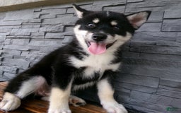 Pomsky dogs for sale: Sammy - Image 23