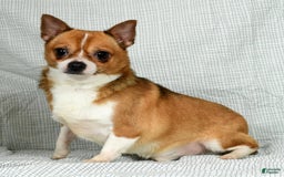 Chihuahua dogs for sale: Leo - Image 8