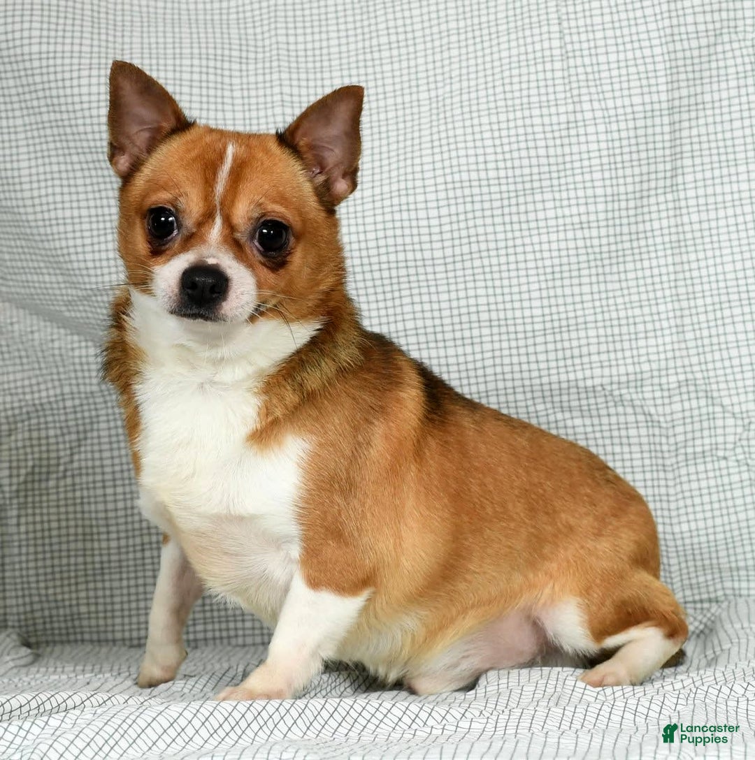 Chihuahua dogs for sale: Leo - Image 8