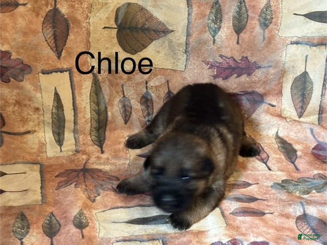 German Shepherd dogs for sale: Chloe - Image 3