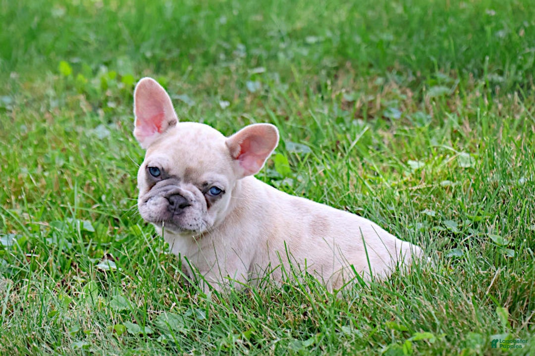 French Bulldog dogs for sale: Angie - Image 2