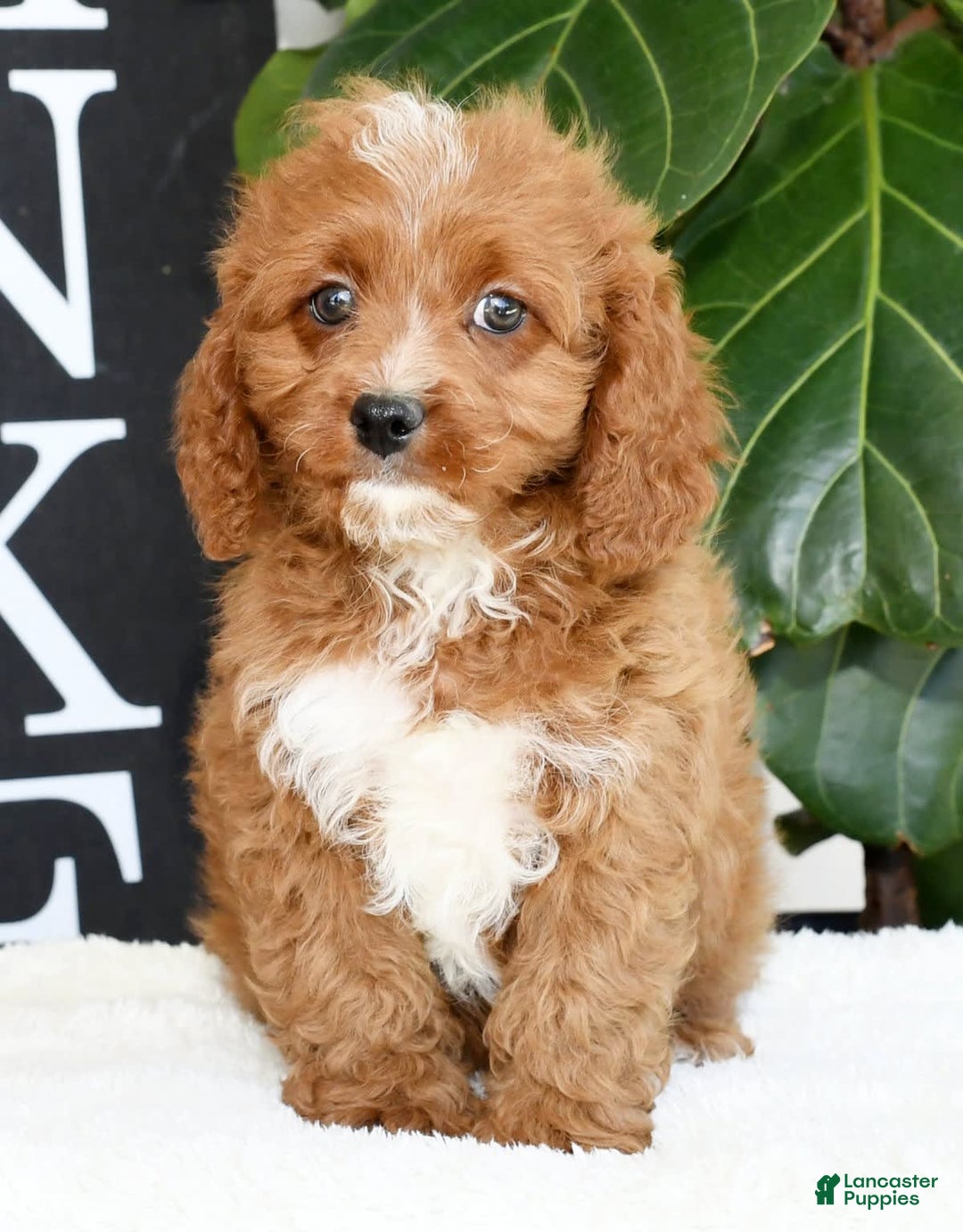 Cavapoo dogs for sale: Ernesto - Image 4