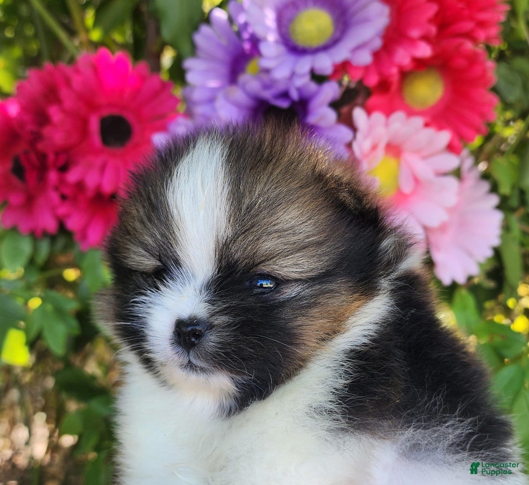 Pomeranian dogs for sale: Nirvana - Image 23