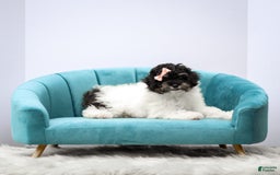 Miniature Poodle dogs for sale: Lexi - Image 2