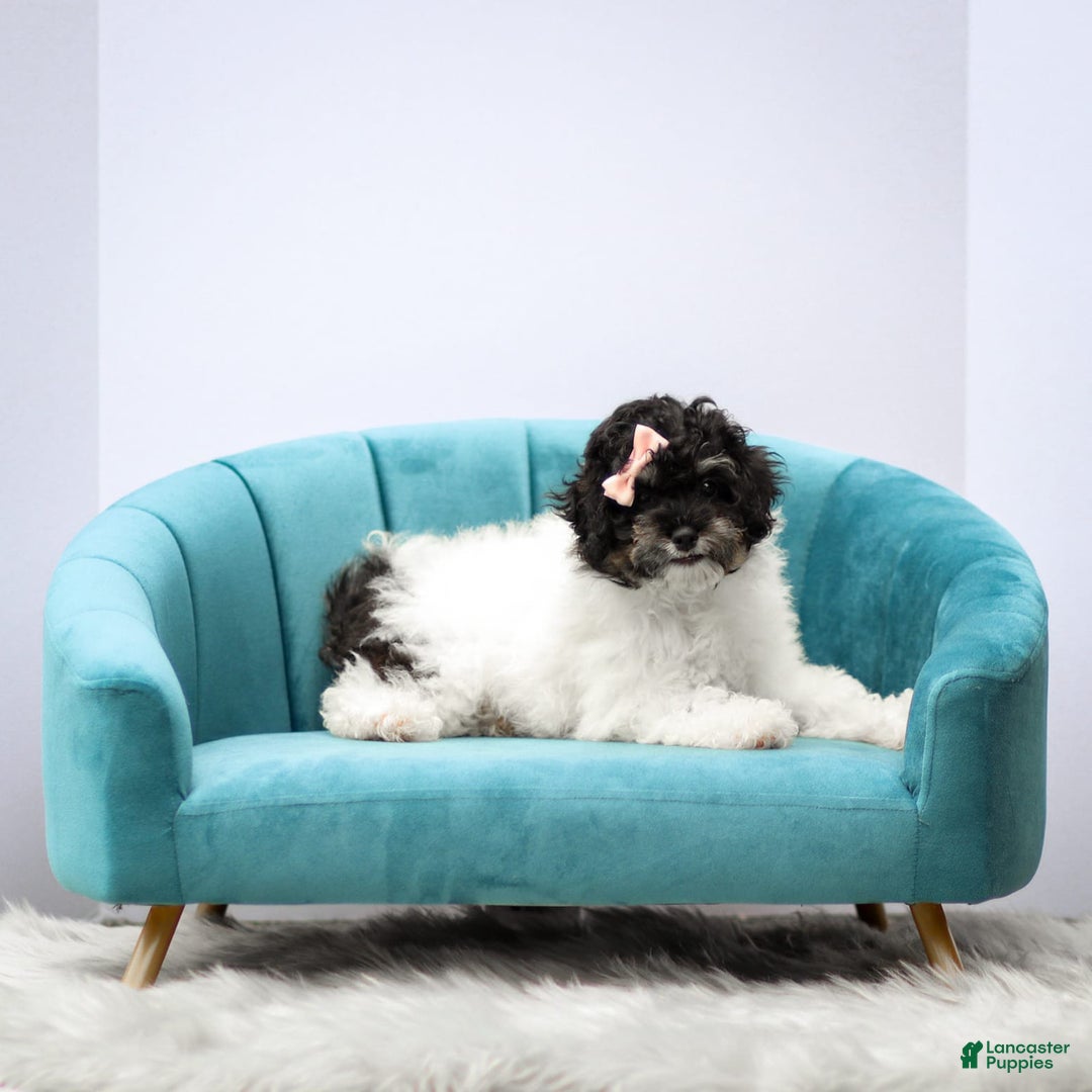 Miniature Poodle dogs for sale: Lexi - Image 2