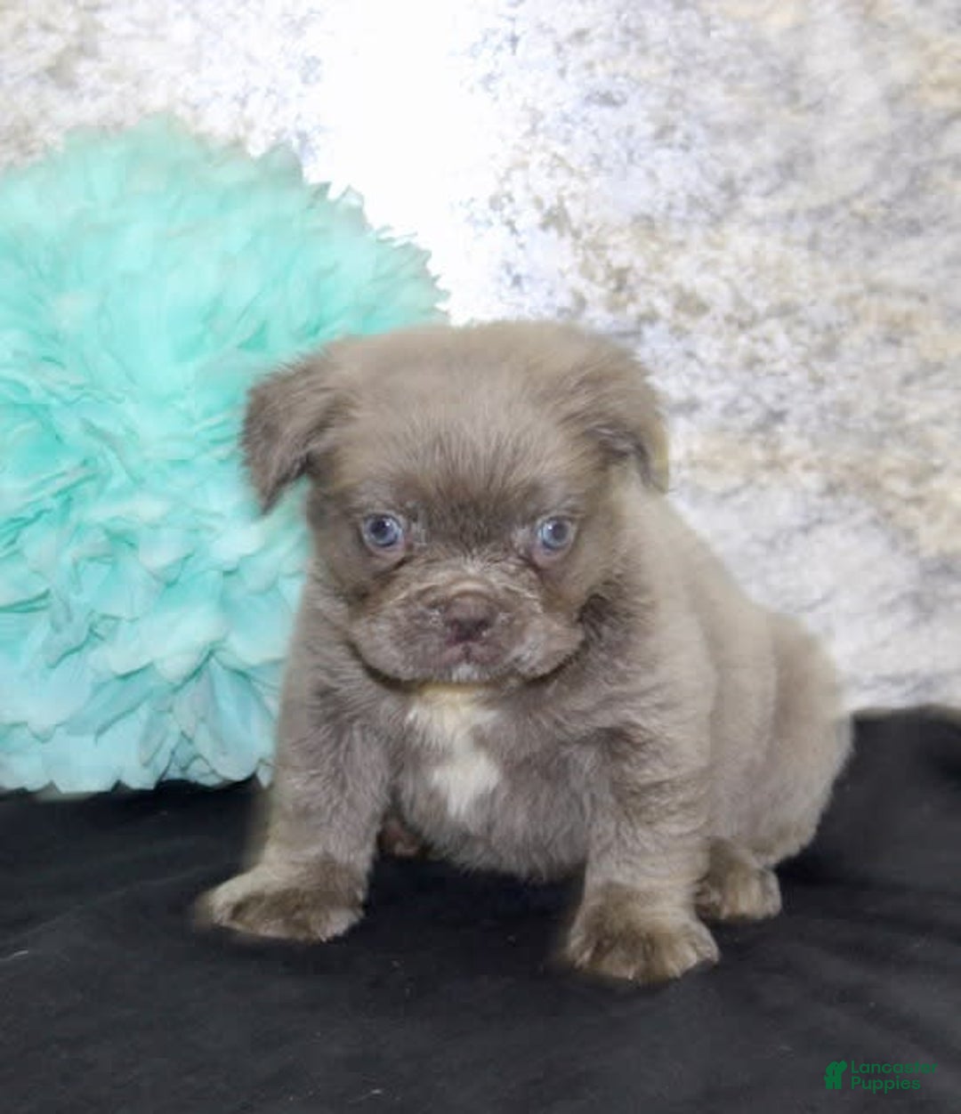 French Bulldog dogs for sale: French Bulldog 3 puppies - Image 2