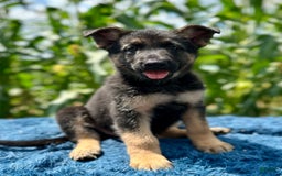 German Shepherd dogs for sale: Bruno - Image 4