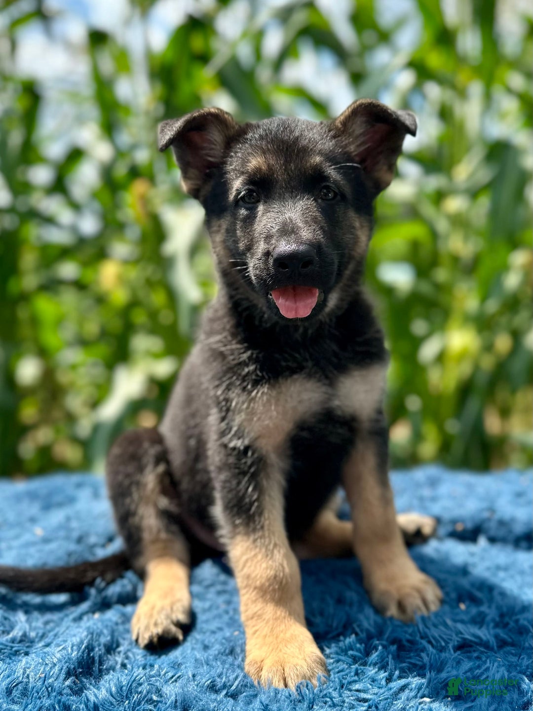 German Shepherd dogs for sale: Bruno - Image 4