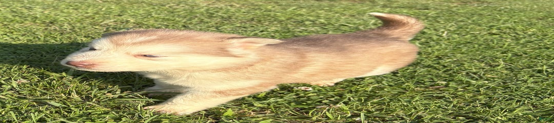 Skye