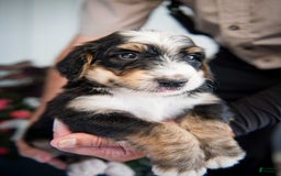 Bernedoodle dogs for sale: Jordan - Image 2