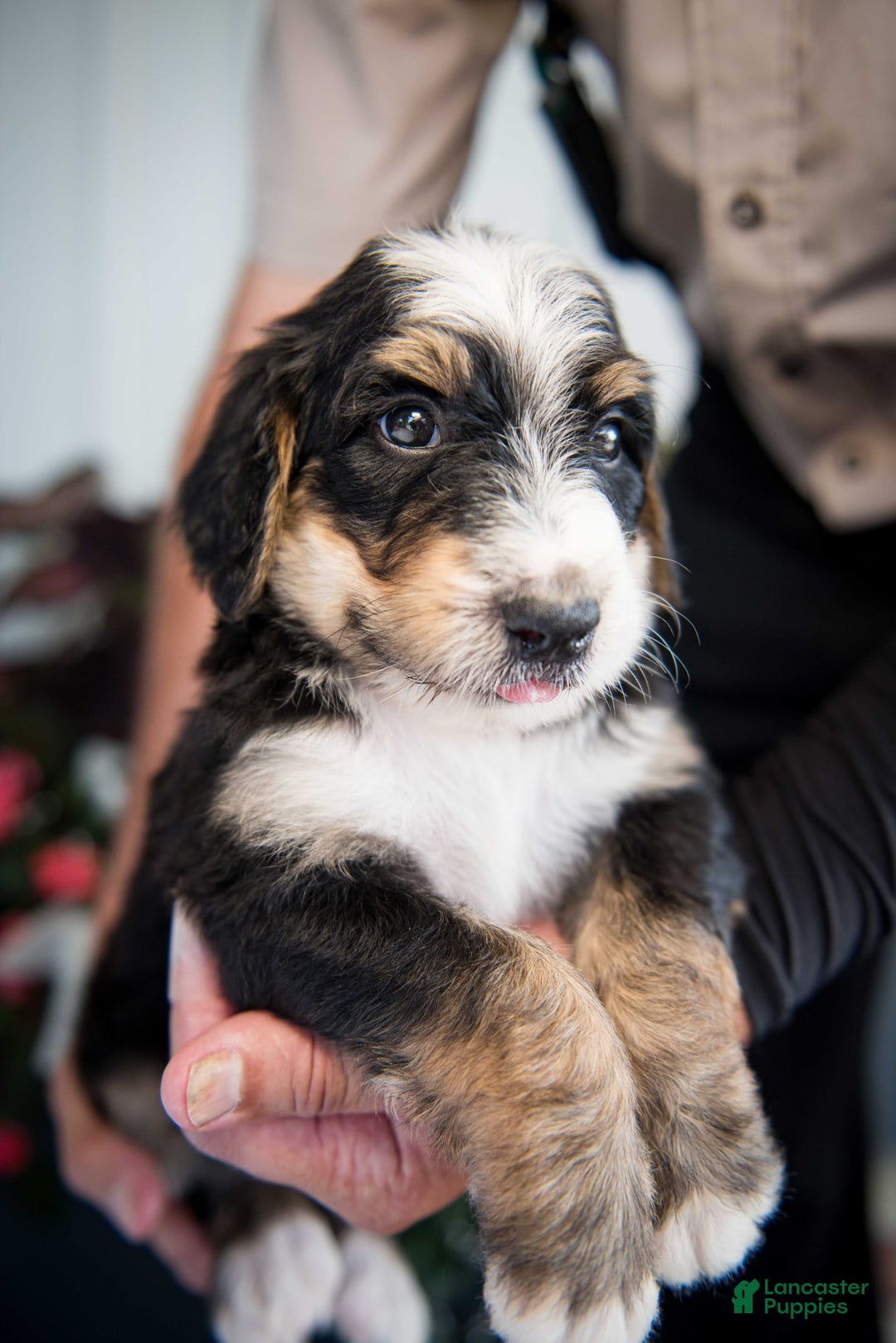 Bernedoodle dogs for sale: Jordan - Image 2