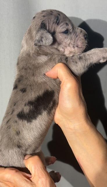 Great Dane dogs for sale: Lucy - Blue Merle - Image 1