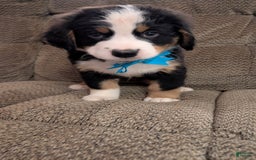 Bernese Mountain Dog dogs for sale: Taggart - Image 2