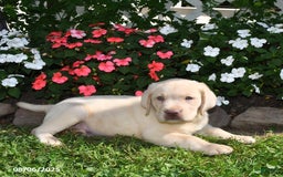 Labrador Retriever dogs for sale: Benny - Image 5