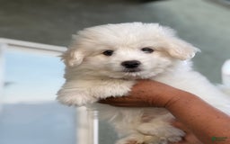 Pomeranian dogs for sale: Tank - Image 1