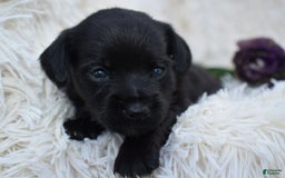 Chihuahua dogs for sale: Natalie - Image 4
