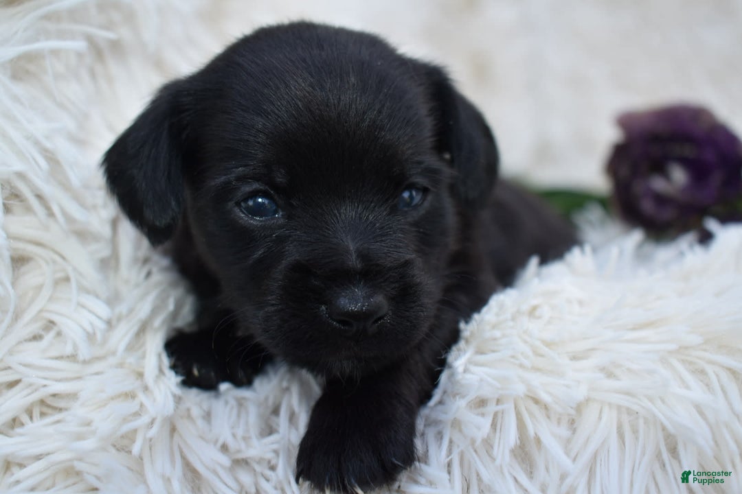 Chihuahua dogs for sale: Natalie - Image 4